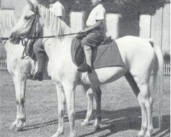 broodmare Saskia 1919 ox (Arabian purebred, 1919, from Dynamit ox)