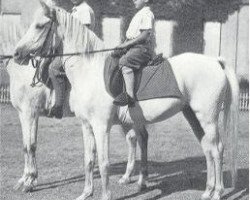 broodmare Saskia 1919 ox (Arabian purebred, 1919, from Dynamit ox)