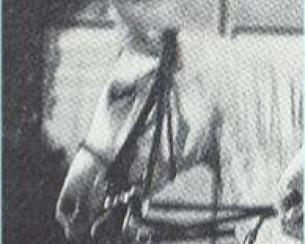 stallion Soliman 1917 ox (Arabian purebred, 1917, from Dardziling 1903 ox)