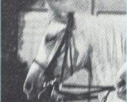 stallion Soliman 1917 ox (Arabian purebred, 1917, from Dardziling 1903 ox)