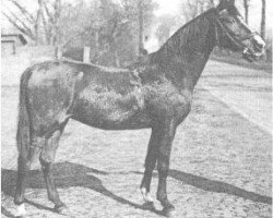 broodmare Sarolta 1934 ox (Arabian purebred, 1934, from Soliman 1917 ox)