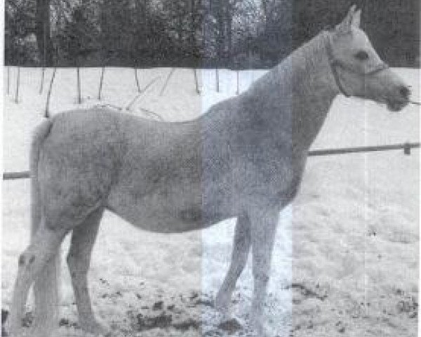 broodmare Sachara ox (Arabian purebred, 1960, from Ghazal 1953 EAO)