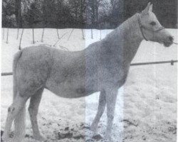 broodmare Sachara ox (Arabian purebred, 1960, from Ghazal 1953 EAO)