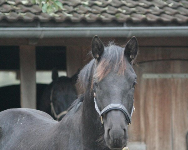 horse Tannhäuser (Trakehner, 2007, from Donaufels)