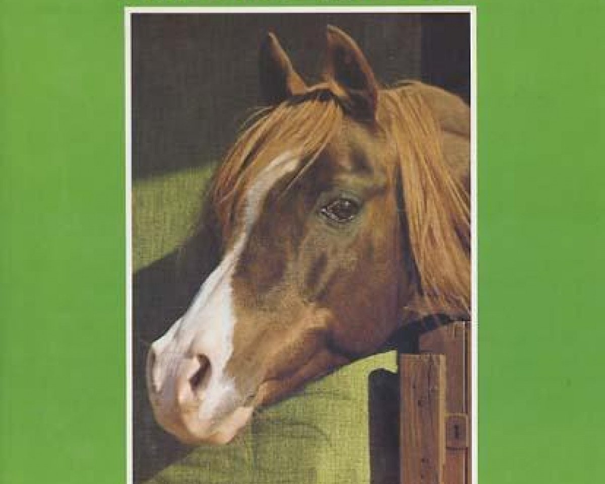 stallion Nizar 1953 ox (Arabian purebred, 1953, from Nizzam 1943 ox)