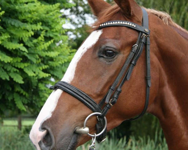 horse Dramatica (Hanoverian, 2008, from Dramatic)