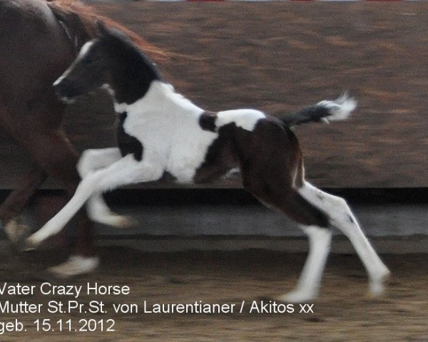 horse Cheyenne (Westphalian, 2013, from Crazy Horse)