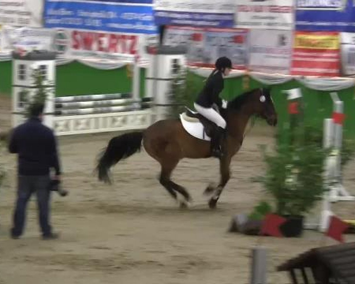 jumper Golden Boy 108 (German Riding Pony, 1994, from Golden Springfield B)