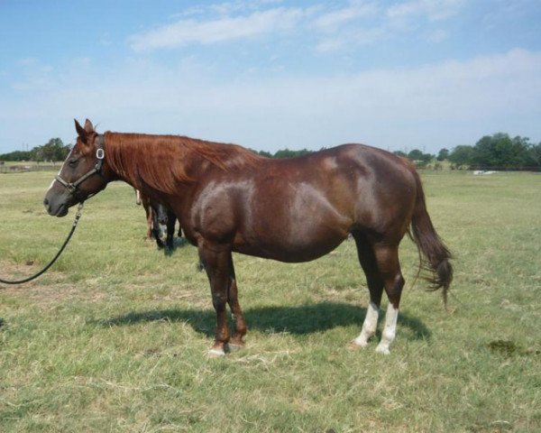 broodmare Cowboys Belle Bar (Quarter Horse, 1997, from Dunnit Like A Cowboy)