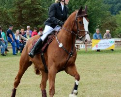 jumper Null Null Sieben (German Sport Horse, 2005, from Niro 8)