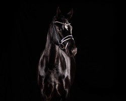 dressage horse Fantastische Lotte (German Sport Horse, 2018, from Fürsten-Look)