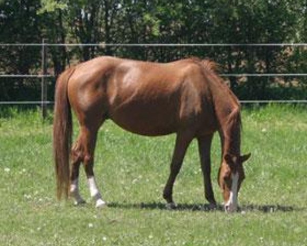 Zuchtstute Smartin Little Easy (Quarter Horse, 2006, von Smartin Off)