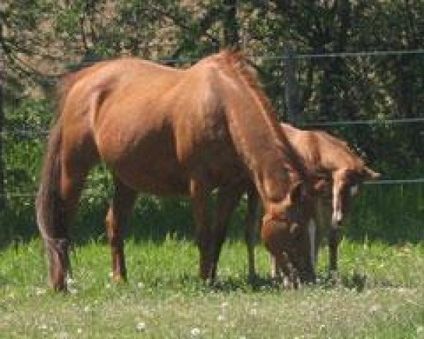 Zuchtstute Quixotes Rainbow (Quarter Horse, 1996, von Smartin Off)