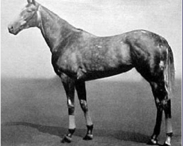 broodmare Mumtaz Begum xx (Thoroughbred, 1932, from Blenheim II xx)