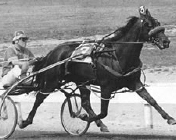 stallion Abercrombie 7343S (US) (American Trotter, 1975, from Silent Majority 80961 (US)) stallion Abercrombie 7343S (US) (American Trotter, 1975, from Silent Majority 80961 (US))