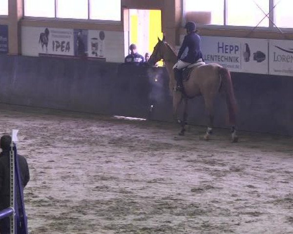 jumper Goldenjoy (Württemberger, 2008, from Champion For Pleasure)