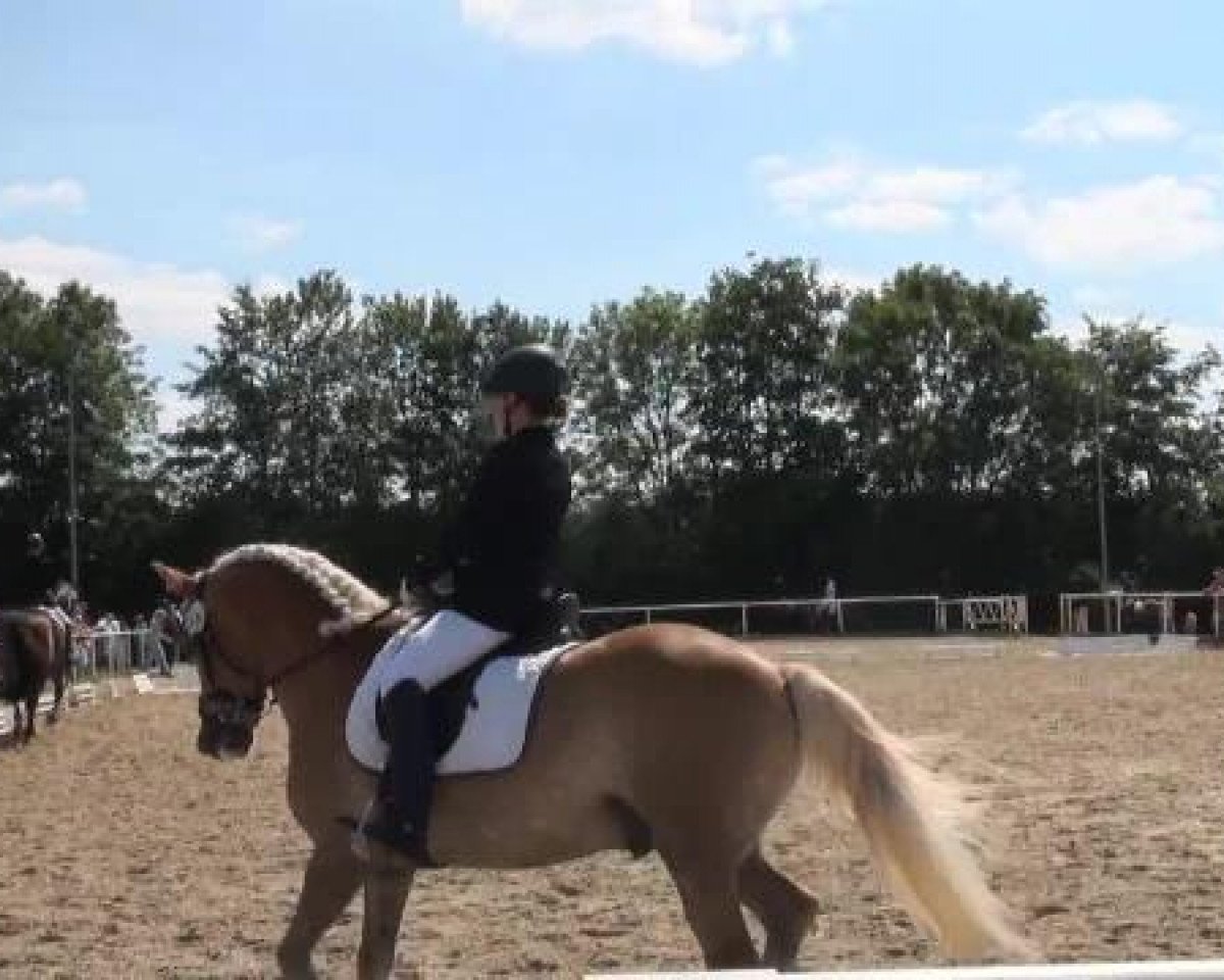 Dressurpferd Mephisto PV (Westfale, 2002, von Multistar)