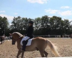 dressage horse Mephisto PV (Westphalian, 2002, from Multistar)