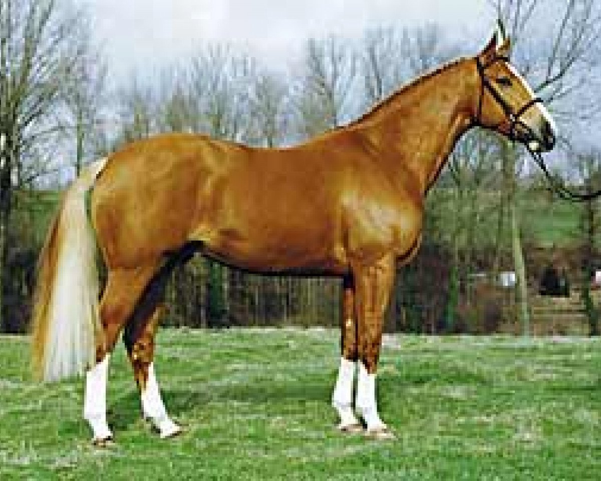Deckhengst Eros Platiere (Selle Français, 1992, von Papillon Rouge)