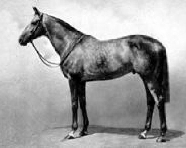 stallion Auralia xx (Thoroughbred, 1943, from The Satrap xx) stallion Auralia xx (Thoroughbred, 1943, from The Satrap xx)