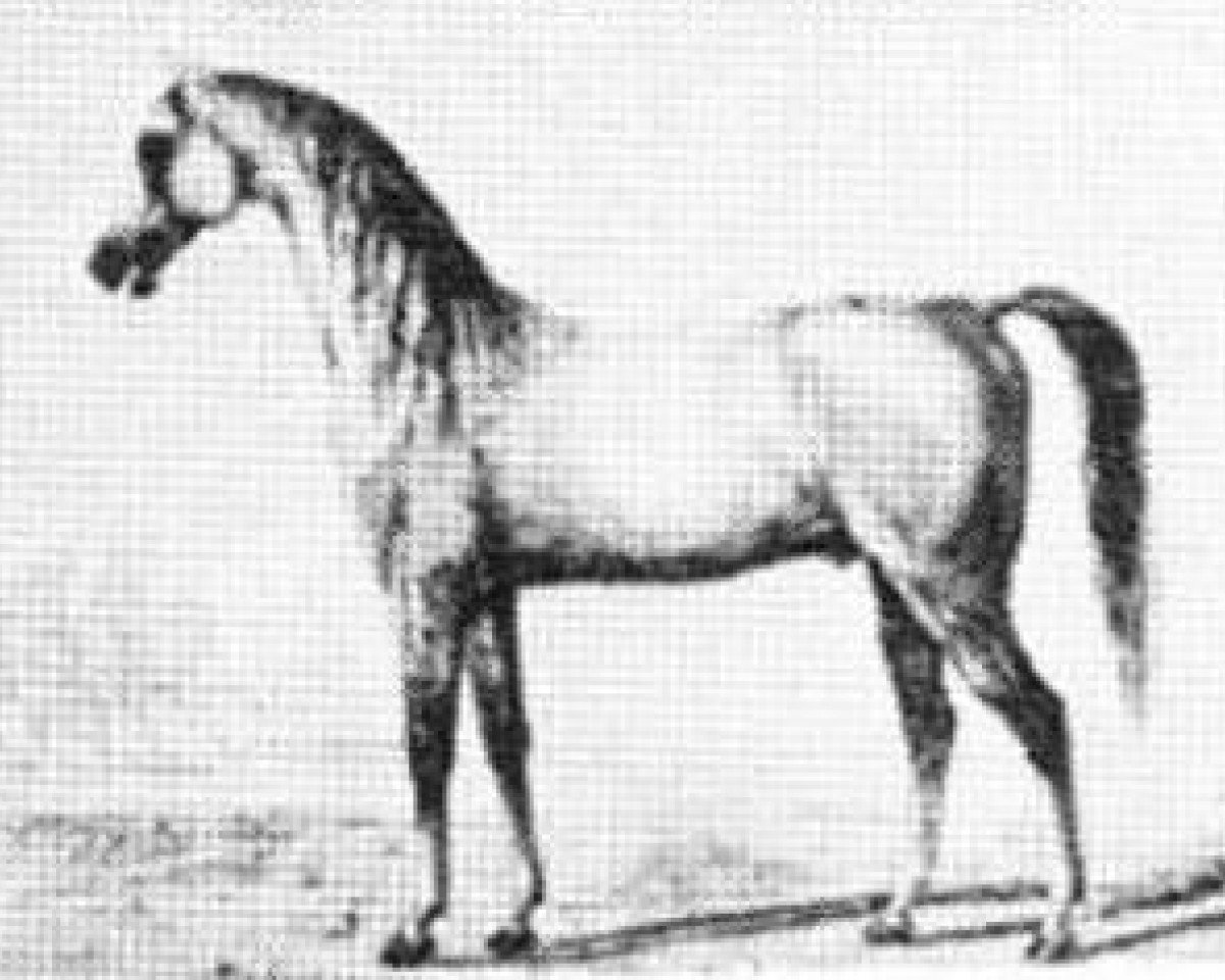 stallion Bagdadly 1809 ox (Arabian purebred, 1809)