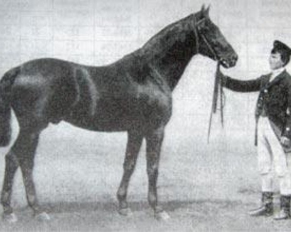Deckhengst Venezuela (Trakehner, 1878, von Hector 1872 xx) Deckhengst Venezuela (Trakehner, 1878, von Hector 1872 xx)