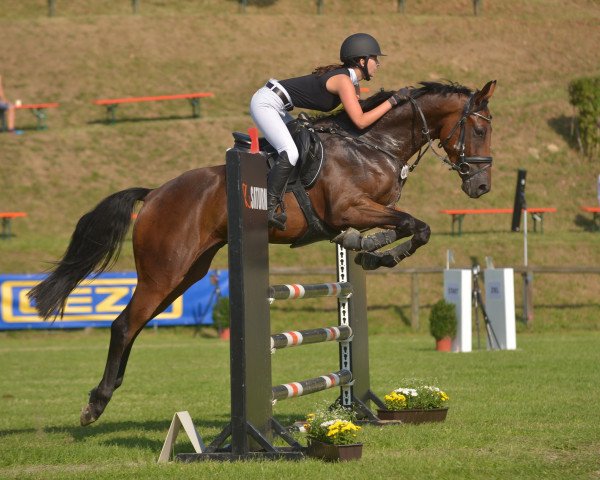 jumper Fair Play 188 (Bulgarian Warmblood, 2012, from For Edition)
