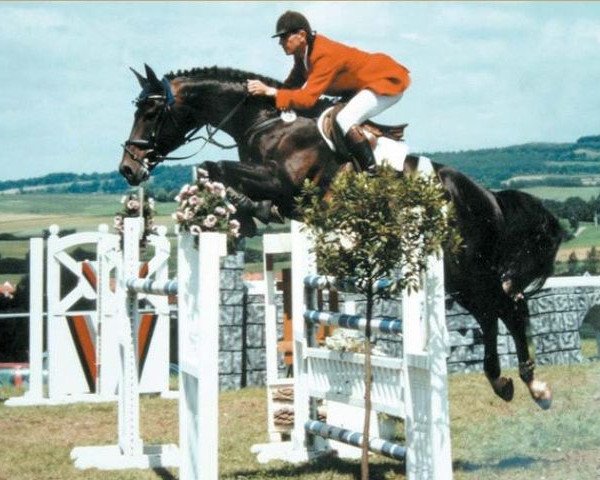 stallion Ragazzo (Bavarian, 1989, from Rasso)