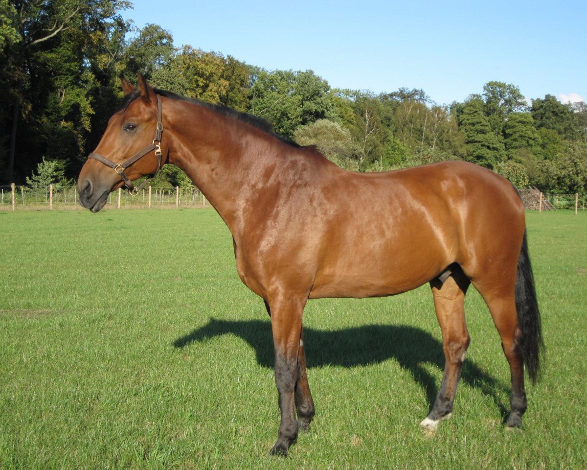 Pferd Lamont 8 (Deutsches Reitpferd, 1999, von Lafayeur)