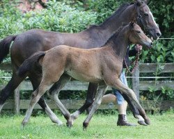 broodmare Pav Santé (German Riding Pony, 2012, from Strahlemann)