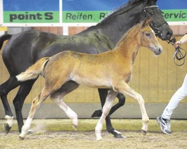 horse Calenberg's Daylight (German Riding Pony, 2012, from Compositoro K)