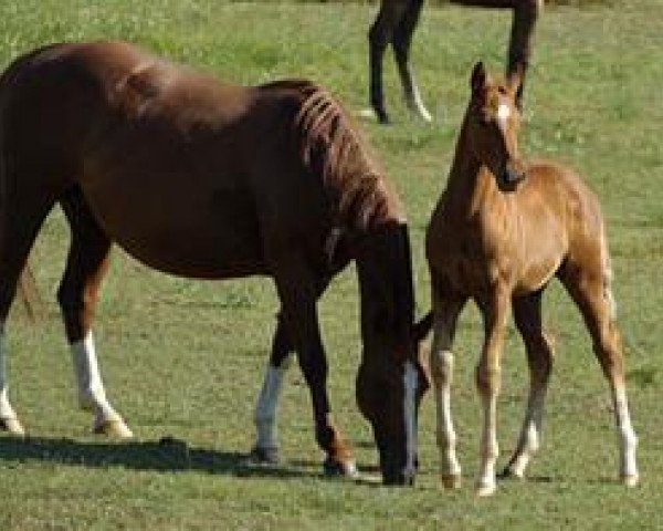 Zuchtstute Ima Reingirl Too (Quarter Horse, 2004, von Smartin Off)