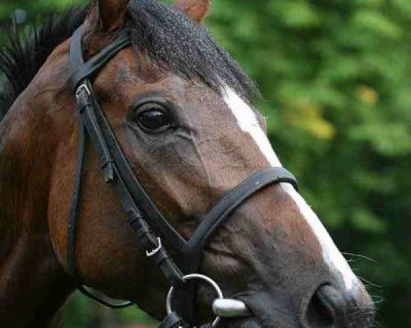 broodmare Picdumidi (Thoroughbred,  , from Pennekamp xx)