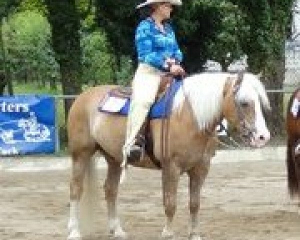Pferd Silves (Haflinger, 2001, von Stüwer)