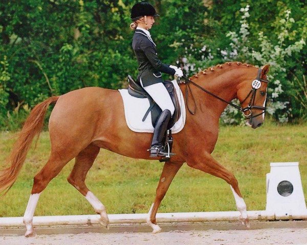 Dressurpferd Bella-Donna 9 (Hannoveraner, 2006, von Belissimo NRW)