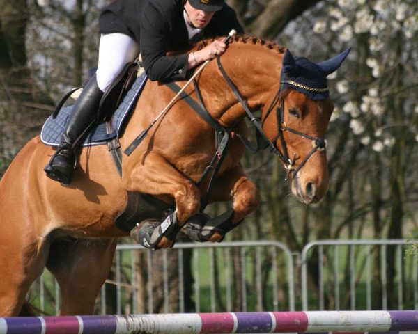 horse Gorky (Belgian Warmblood, 2006, from Indorado)