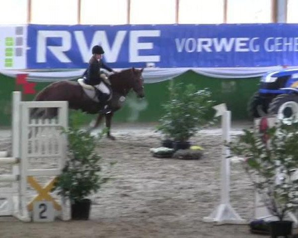 jumper Goldstar 40 (Belgian Riding Pony, 2002, from Benneton "V")