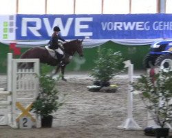 jumper Goldstar 40 (Belgian Riding Pony, 2002, from Benneton "V")