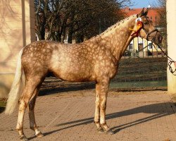 Deckhengst DSP Quasi Gold Md (Deutsches Sportpferd, 2009, von Quaterback)