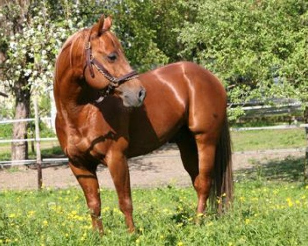 stallion Pocos Smartin (Quarter Horse, 1999, from Smartin Off)