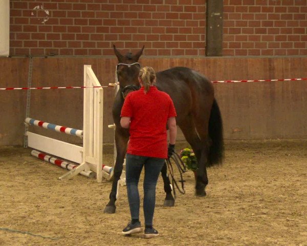 Stutenleistungsprüfung Herne 2022