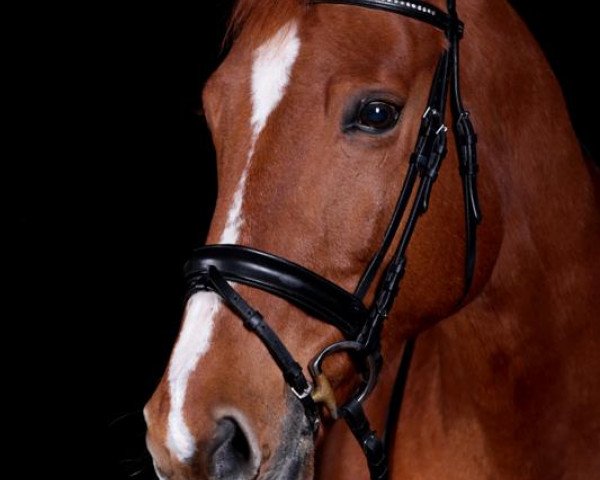 horse Kilian (Saxony-Anhaltiner, 1998, from Kolibri 2705)