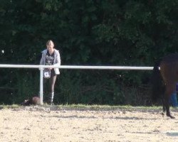 dressage horse Danny 253 (Westphalian, 2008, from Dark Fire)