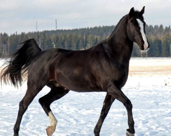 Pferd Chato (Westfale, 2003, von Charisma)