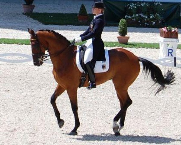 dressage horse Satchmo 78 (Hanoverian, 1994, from Sao Paulo)