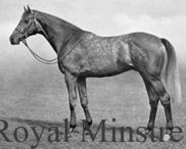 stallion Royal Minstrel xx (Thoroughbred, 1925, from Tetratema xx) stallion Royal Minstrel xx (Thoroughbred, 1925, from Tetratema xx)