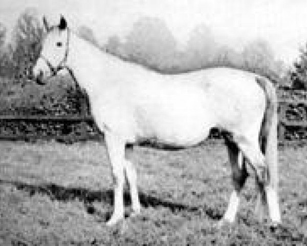 broodmare Mah Mahal xx (Thoroughbred, 1928, from Gainsborough xx)