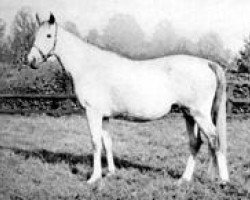 broodmare Mah Mahal xx (Thoroughbred, 1928, from Gainsborough xx)