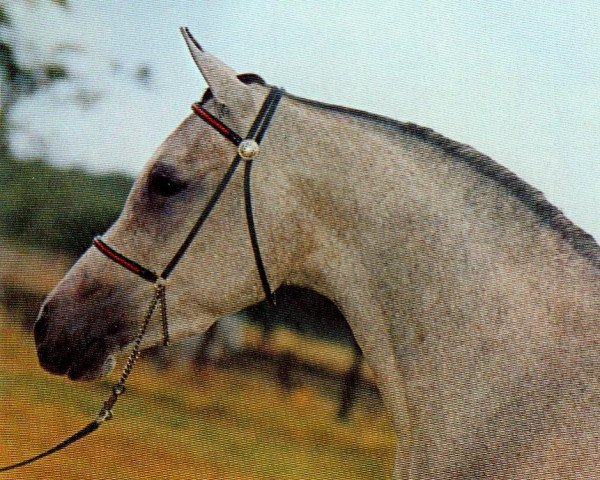 broodmare Siralima 1971 EAO (Arabian purebred, 1971, from Ansata Ibn Halima 1958 EAO)