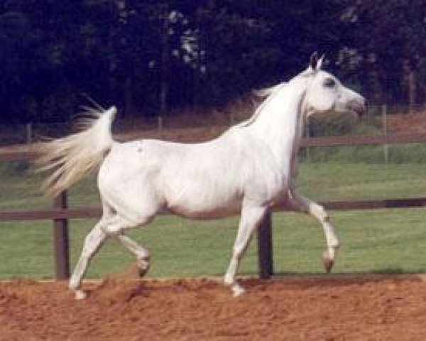 broodmare AK Latifa 1977 EAO (Arabian purebred, 1977, from Ibn Moniet El Nefous 1964 EAO)